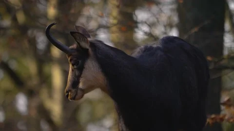 Close up of chamois in the woods Stock Footage 145463988