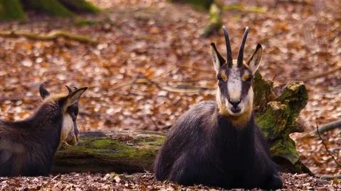 Close up of chamois the woods Stock Footage 145770283