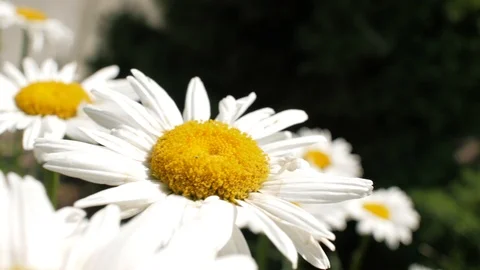 Close up chamomile. Beautiful nature scene with blooming medical chamomilles Stock Footage 111440287