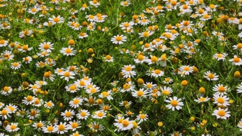 Close-up of chamomile daisies blooming in a field Stock Footage 342291012