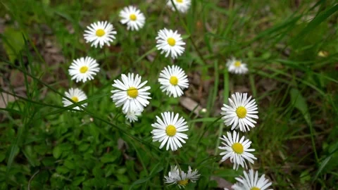 Close up chamomile on field background Stock Footage 275198548