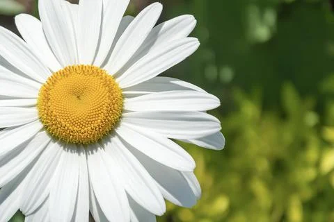 Close-up chamomile flower with blurred background and bokeh elements Stock Photos