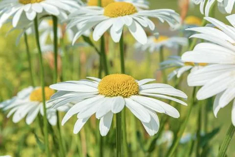 Close-up chamomile flower with blurred background and bokeh elements Close... 스톡 사진