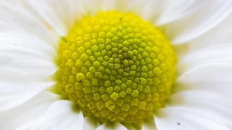 Close Up Chamomile Flower Stock Photos