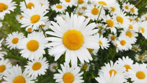 Close-up of a chamomile flower swinging in the wind Stock Footage 136944005