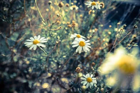 Close-up of chamomile flowers Stock Photos