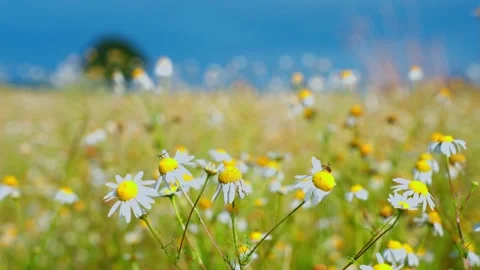 Close-up of chamomile flowers in a sunny meadow, with white petals, yellow Stock Footage 342999399