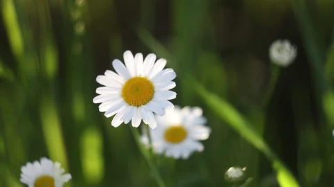 Close up chamomile in the grass swaying in the wind. Beautiful flower. Nature on Stock Footage 131056839