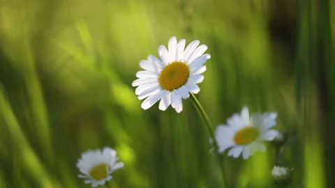 Close up chamomile in the grass swaying in the wind. Nature on summer Stock Footage 131056868