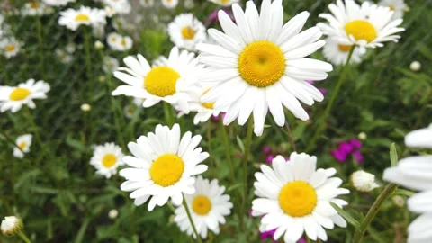 Close up chamomile in the grass swaying in the wind. Beautiful flower. Stock Footage 133932136
