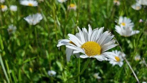 Close-up of a chamomile in a meadow Stock Footage 338221597