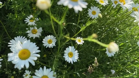 Close-up of chamomile meadow with white petals in sunlight. Daisy flowers b.. Stock Footage 340144695