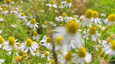 Close-up of chamomile in nature Vídeo Stock 347483138