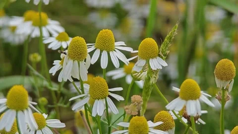 Close-up of chamomile in nature 库存影片 347483367