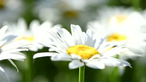 Close-up chamomile swaying in the wind. Stock Footage 154956268