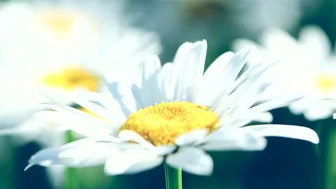 Close-up chamomile swaying in the wind. Stock Footage 154956350