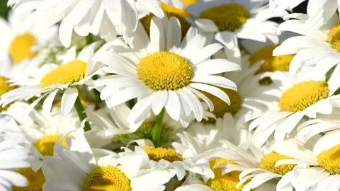 Close-up chamomile swaying in the wind. Stock Footage 154956820
