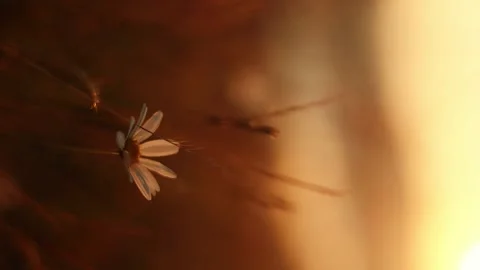 Close up of chamomile sways in the wind in the mountains with beautiful orange Stock Footage 246557663