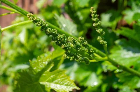 Close-up of Champagne-region grapevine with tiny green flower clusters and .. Stock Photos