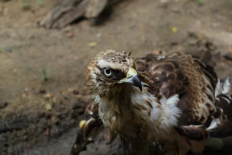Close up of a Changeable Hawk Eagle curiously looking at something Stock Photos