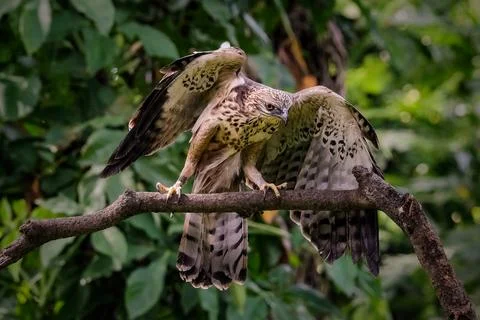 Close up Changeable hawk eagle perching on branch Stock Photos