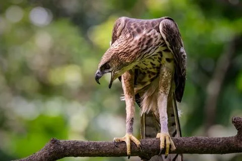 Close up Changeable hawk eagle perching on branch Stock Photos