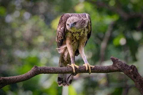Close up Changeable hawk eagle perching on branch Stock Photos