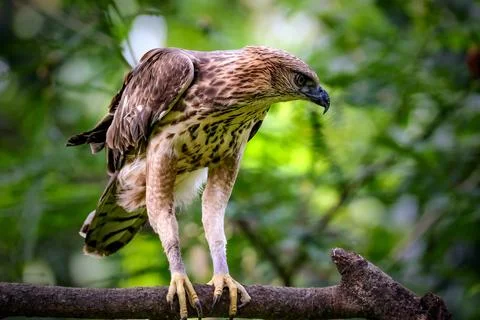 Close up Changeable hawk eagle perching on branch Stock Photos