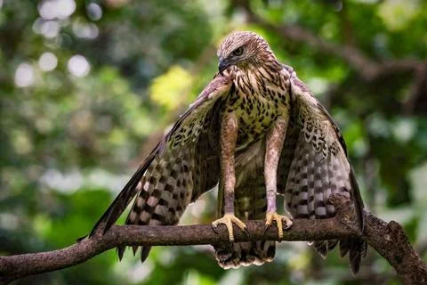 Close up Changeable hawk eagle perching on branch Stock Photos