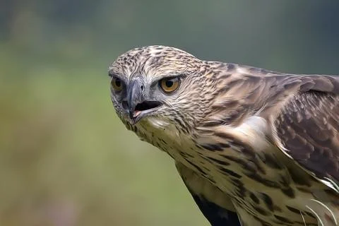 Close up of a  Changeable hawk eagle Stock Photos