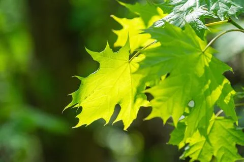 Close-up of a changing maple leaf against an autumnal forest or garden backdr Foto stock