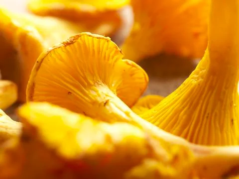 Close up of chantarelles Stock Photos