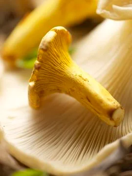 Close up of chantarelles Stock Photos