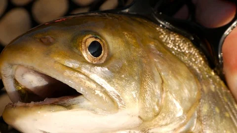 Close up of char fish Stock Footage 86262140