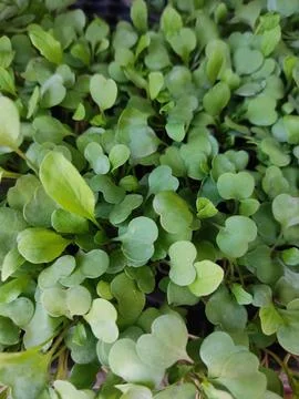 Close-up of chard sprouts Stock Photos