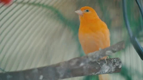 Close-up of a charming canary in a cage. Keeping a bird in captivity. Domestic b Stock Footage 212686889
