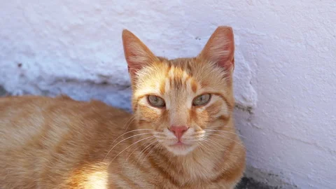 Close up, A Charming Ginger Cat Relaxing in the Warm Sunlight Outdoors. 스톡 동영상 312521884