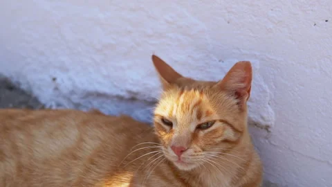 Close up, A Charming Ginger Cat Relaxing in the Warm Sunlight Outdoors. Stock Footage 312524260