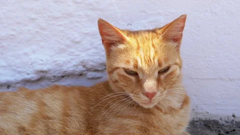 Close up, A Charming Ginger Cat Relaxing in the Warm Sunlight Outdoors Stock Footage 312525137