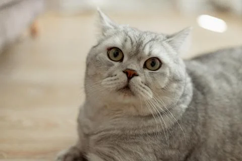 Close-up of a charming silver tabby cat with striking green eyes Stock Photos