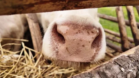 Close-Up of Charolais Calf Face. Stock Footage 310448727