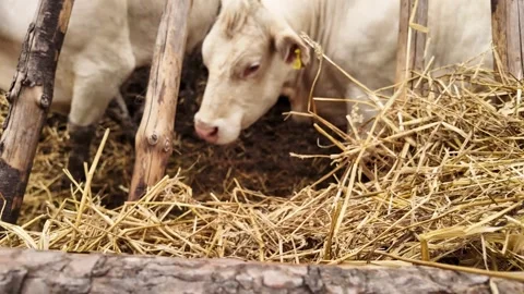 Close-Up of Charolais Cows Face. Stock Footage 312143315