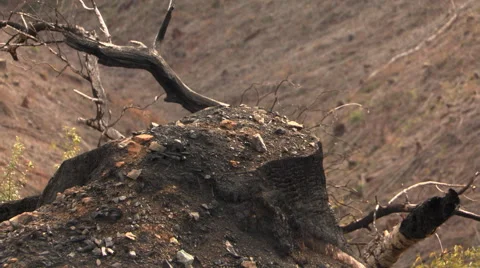 From close-up of charred stump to wide view of clearcut canyon Stock Footage 59513491
