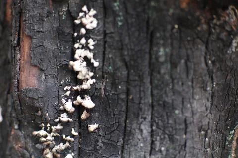 Close-up of charred tree bark with white fungi growing on the surface in fore Stock Photos