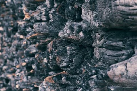 Close-up of a charred tree Stock-Fotos