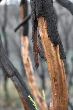 Close-Up of Charred Tree Trunk After Wildfire in Navarra Stock Photos