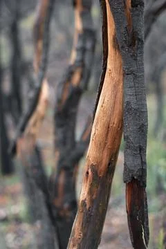 Close-Up of Charred Tree Trunk After Wildfire in Navarra Stock Photos