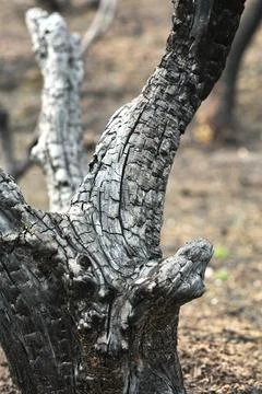 Close-Up of Charred Tree Trunk After Forest Fire Stock Photos