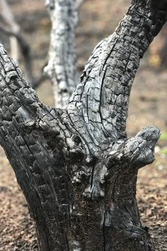 Close-Up of Charred Tree Trunk After Forest Fire Stock Photos