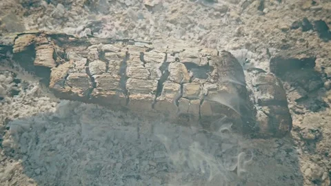 A close-up of a charred wooden campfire log resting on a bed of ashes, emitting Stock Footage 337376504